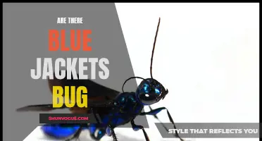 Exploring the Myth: Are There Blue Jackets Bugs?