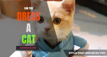 Is it Possible to Dress a Cat? Exploring the Controversial World of Cat Fashion