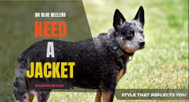 Keeping Your Blue Heeler Warm: Does Your Dog Need a Jacket?
