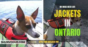 Why Life Jackets for Dogs Are Essential in Ontario's Waters