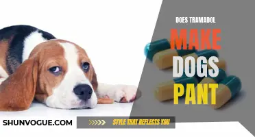 Why Does Tramadol Make Dogs Pant? Understanding the Potential Side Effects