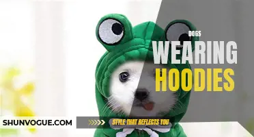 The Trendy Canine: The Rise of Dogs Wearing Hoodies
