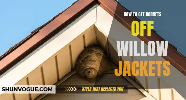 Effective Methods to Remove Hornets from Willow Jackets
