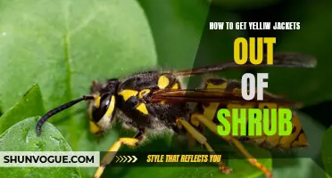 Effective Methods to Safely Remove Yellow Jackets from Shrubbery