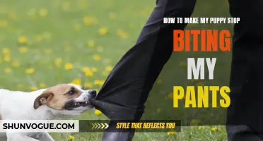 Effective Methods to Teach Your Puppy to Stop Biting Your Pants