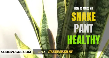 How to Keep Your Snake Healthy and Prevent Panting