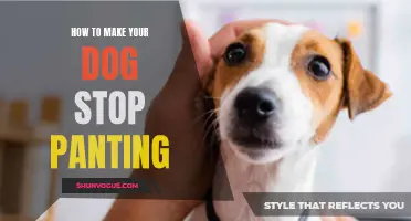 Tips to Help Your Dog Stop Panting