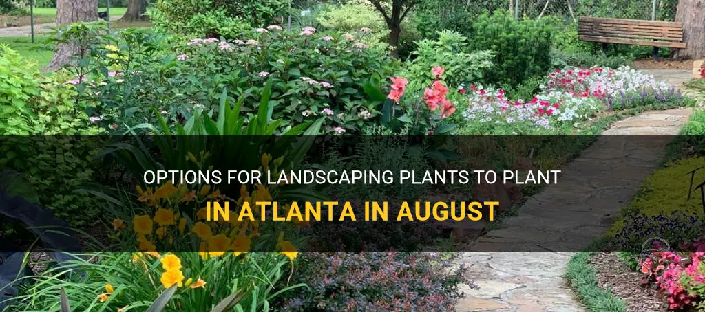 Options For Landscaping Plants To Plant In Atlanta In August | ShunVogue