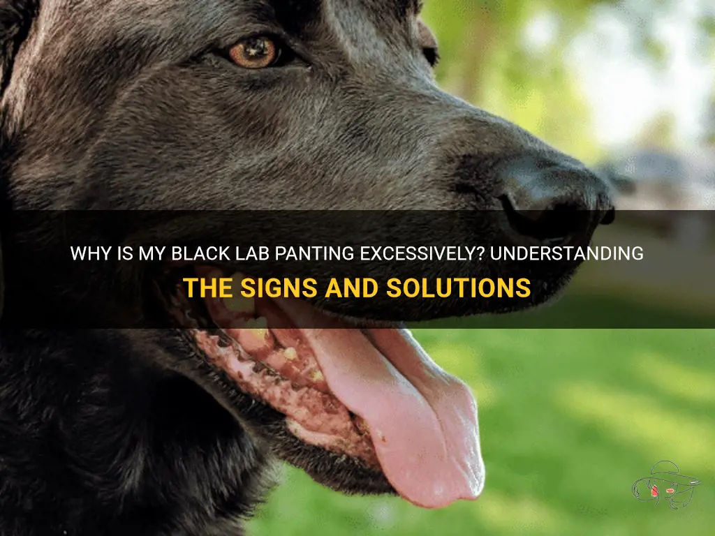 Why Is My Black Lab Panting Excessively? Understanding The Signs And ...